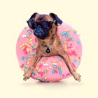 hond met donut